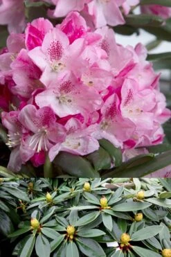 Southgate 'Splendor' Rhododendron - 2 Gallon Pot -Outlet The Ever Garden Store Rhododendron Southgate Splendor 500x750 1