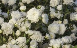 White Drift Rose - 3 Gallon Pot -Outlet The Ever Garden Store Ride White Drift Blooms 1