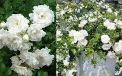 White Drift Rose - 3 Gallon Pot -Outlet The Ever Garden Store Ride White Drift Blooms 3 1