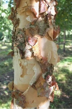 River Birch Tree (Multi Trunk) - 2 Gallon Pot -Outlet The Ever Garden Store River Birch 12