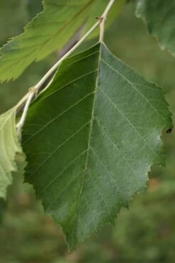 River Birch Tree (Multi Trunk) - 2 Gallon Pot -Outlet The Ever Garden Store River Birch 13