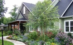 River Birch Tree (Multi Trunk) - 2 Gallon Pot -Outlet The Ever Garden Store River Birch Tree B