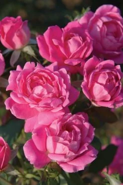 Pink Double Knock Out Rose - 1 Gallon Pot