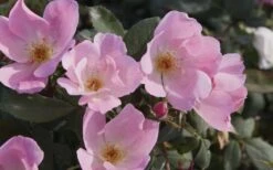 Blushing Knock Out Rose - 1 Gallon Pot -Outlet The Ever Garden Store Rose Knock Out Blushing Pink 4
