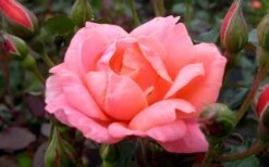 Coral Knock Out Rose - 2 Gallon Pot -Outlet The Ever Garden Store Rose Knock Out Coral 21
