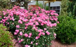 Pink Double Knock Out Rose - 1 Gallon Pot -Outlet The Ever Garden Store Rose Knock Out Double Pink 2