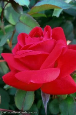 Red Double Knock Out Rose - 2 Gallon Pot 8 Red Double Knock Out Rose - 2 Gallon Pot -Outlet The Ever Garden Store Rose Knock Out Double Red 10 1