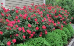 Original Red Knock Out Rose - 3 Gallon Pot -Outlet The Ever Garden Store Rose Knock Out Original 51 1
