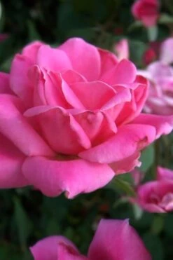 Pink Double Knock Out Rose - 1 Gallon Pot -Outlet The Ever Garden Store Rose Knock Out Pink Double 10