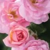 Peachy Knock Out Rose - 1 Gallon Pot