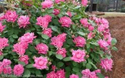 Pink Double Knock Out Rose - 1 Gallon Pot -Outlet The Ever Garden Store Rose Knockout Pink Double 21