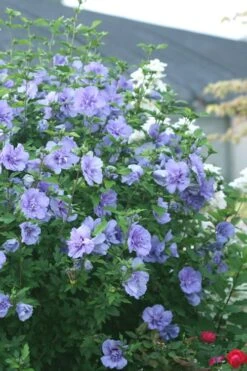 Blue Chiffon Rose Of Sharon - 1 Gallon Pot -Outlet The Ever Garden Store Rose Of Sharon Blue Chiffon 5