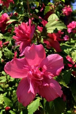 Lucy Rose Of Sharon (Althea) - Hibiscus Syriacus - 3 Gallon Pot -Outlet The Ever Garden Store Rose Of Sharon Lucy 13
