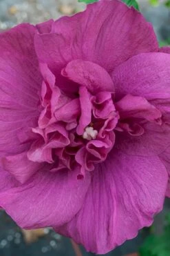 Magenta Chiffon Rose Of Sharon - Hibiscus Syriacus - 3 Gallon Pot -Outlet The Ever Garden Store Rose Of Sharon Magenta Chiffon 4