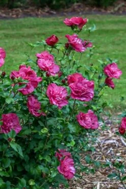 Magenta Chiffon Rose Of Sharon - Hibiscus Syriacus - 2 Gallon Pot -Outlet The Ever Garden Store Rose Of Sharon Magenta Chiffon 6 1