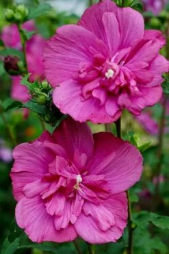 Magenta Chiffon Rose Of Sharon - Hibiscus Syriacus - 3 Gallon Pot -Outlet The Ever Garden Store Rose Of Sharon Magenta Chiffon 8