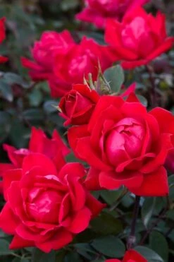 Red Double Knock Out Rose - 1 Gallon Pot 10 Red Double Knock Out Rose - 1 Gallon Pot -Outlet The Ever Garden Store Rose Red Double Knockout BS