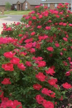 Original Red Knock Out Rose - 3 Gallon Pot -Outlet The Ever Garden Store Rose Red Knock Out 12 1