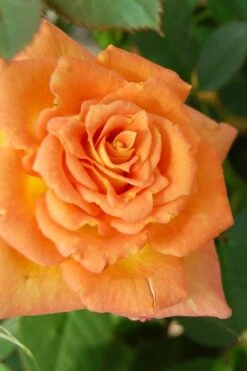 Sunrosa Orange Delight Dwarf Shrub Rose - 1 Gallon Pot -Outlet The Ever Garden Store Rose Sunrosa Orange Delight 1