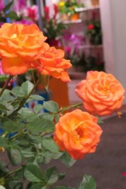 Sunrosa Orange Delight Dwarf Shrub Rose - 1 Gallon Pot -Outlet The Ever Garden Store Rose Sunrosa Orange Delight 50