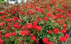 Sunrosa Red Dwarf Shrub Rose - 1 Gallon Pot -Outlet The Ever Garden Store Rose Sunrosa Red 1