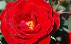 Sunrosa Red Dwarf Shrub Rose - 1 Gallon Pot -Outlet The Ever Garden Store Rose Sunrosa Red 2