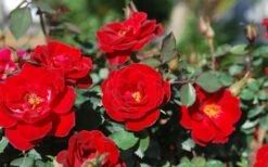 Sunrosa Red Dwarf Shrub Rose - 1 Gallon Pot -Outlet The Ever Garden Store Rose Sunrosa Red