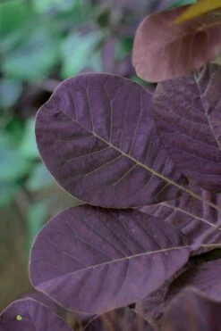 Royal Purple Smoke Tree (Smokebush) - Cotinus Coggygria - 2 Gallon Pot -Outlet The Ever Garden Store SMoke Tree Royal Purple 22 1