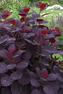 Royal Purple Smoke Tree (Smokebush) - 5 Gallon Pot -Outlet The Ever Garden Store Smoke Tree Royal Purple 11