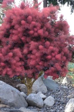 Royal Purple Smoke Tree (Smokebush) - 5 Gallon Pot -Outlet The Ever Garden Store Smoke Tree Royal Purple 12