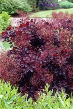 Royal Purple Smoke Tree (Smokebush) - Cotinus Coggygria - 2 Gallon Pot -Outlet The Ever Garden Store Smoke Tree Royal Purple 23