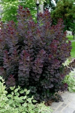 Royal Purple Smoke Tree (Smokebush) - Cotinus Coggygria - 2 Gallon Pot -Outlet The Ever Garden Store Smoke Tree Royal Purple 25 1