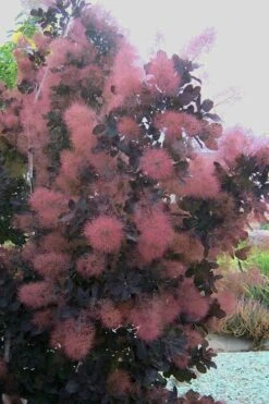 Royal Purple Smoke Tree (Smokebush) - 5 Gallon Pot -Outlet The Ever Garden Store Smoke Tree Royal Purple 28