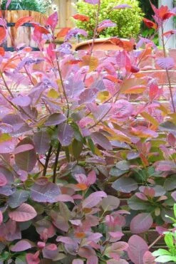 Grace Pink Flowering Smoke Tree - 5 Gallon Pot -Outlet The Ever Garden Store Smoketree Grace 3