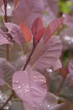 Grace Pink Flowering Smoke Tree - 5 Gallon Pot -Outlet The Ever Garden Store Smoketree Grace 4