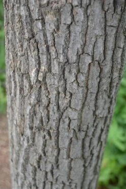 Sourwood Tree (Oxydendrum Arboreum) - 3 Pack Of 1.5 Quart Pots -Outlet The Ever Garden Store Sourwood Tree 20