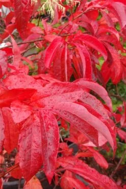 Sourwood Tree (Oxydendrum Arboreum) - 3 Pack Of 1.5 Quart Pots -Outlet The Ever Garden Store Sourwood Tree 6