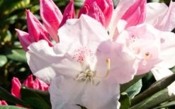 Southgate 'Grace' Rhododendron - 2 Gallon Pot -Outlet The Ever Garden Store Southgate Rhododendron Grace