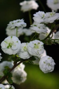 Plena Double Bridal Wreath Spirea (Spirea Prunifolia) - 3 Gallon Pot -Outlet The Ever Garden Store Spirea Bridal Wreath Plena 1 1