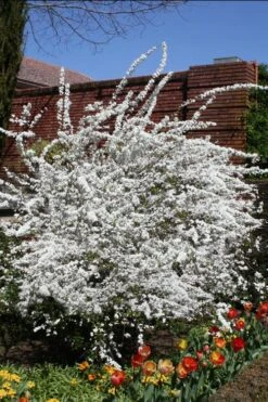 Plena Double Bridal Wreath Spirea (Spirea Prunifolia) - 6 Pack Of 1 Gallon Pots -Outlet The Ever Garden Store Spirea Bridal Wreath Plena 3