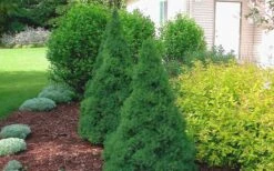 Dwarf Alberta Spruce - 3 Gallon Pot -Outlet The Ever Garden Store Spruce Dwarf Alberta 2