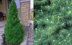Dwarf Alberta Spruce - 3 Gallon Pot -Outlet The Ever Garden Store Spruce Dwarf Alberta 4
