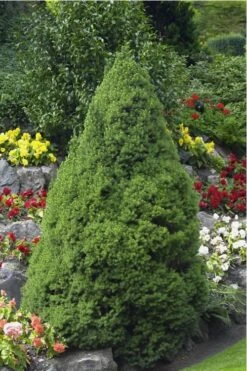 Dwarf Alberta Spruce - 3 Gallon Pot