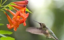 Bells Of Fire Tecoma - Esperanza - 1 Gallon Pot -Outlet The Ever Garden Store Tecoma Bells Of Fire 50
