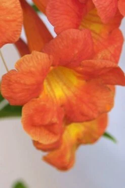 Bells Of Fire Tecoma - Esperanza - 1 Gallon Pot -Outlet The Ever Garden Store Tecoma Bells of Fire Flowers 5