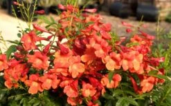 Bells Of Fire Tecoma - Esperanza - 1 Gallon Pot -Outlet The Ever Garden Store Tecoma Bells of Fire Flowers 6