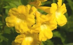 Lydia Tecoma - Esperanza - 1 Gallon Pot -Outlet The Ever Garden Store Tecoma Lydia Flower Closeup