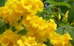 Lydia Tecoma - Esperanza - 1 Gallon Pot -Outlet The Ever Garden Store Tecoma Lydia Flowers 1