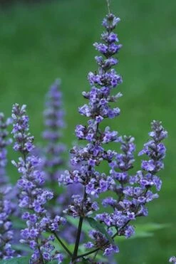 Blue Diddley Dwarf Chaste Tree (Vitex Agnus-castus) - 1 Gallon Pot -Outlet The Ever Garden Store Vitex Blue Diddley 1