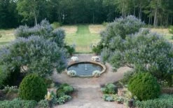 Blue Chaste Tree - Vitex Agnus-castus - 3 Gallon Pot -Outlet The Ever Garden Store Vitex Chaste Tree 11